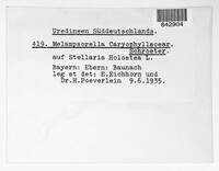 Melampsorella elatina image